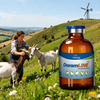 Broad Spectrum Doramectin Injection for Livestock and Companion Animals Care