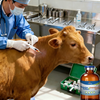 Veterinary Medicine Sulfadiazine Trimethoprim Injection for Animal Infections