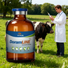 Veterinary Medicine Doramectin Injection 1% for Cattle Sheep Pigs and Dogs