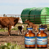 Veterinary Medicine Oxytocin Injection for Animal Reproduction Management Livestock Health