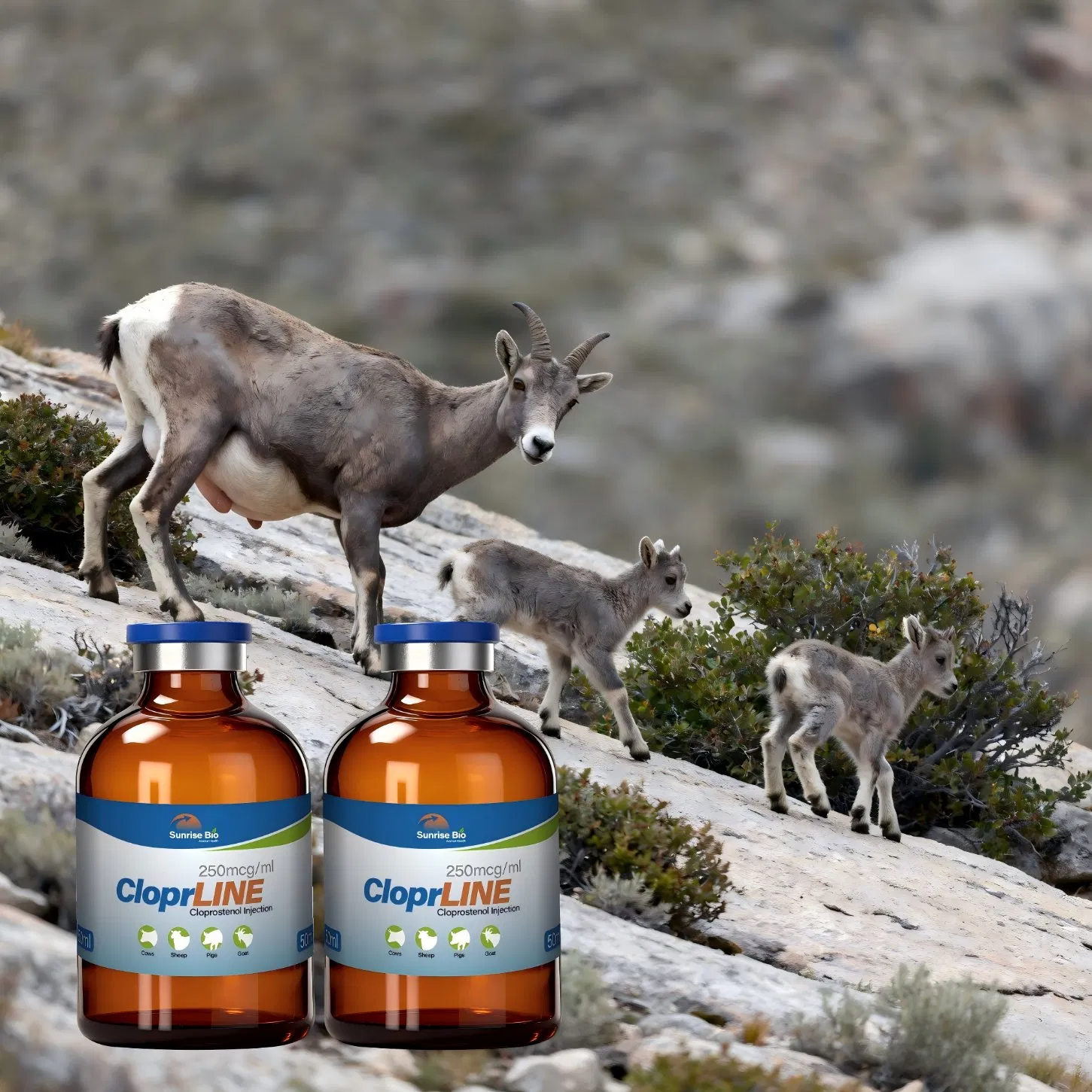 Veterinary Medicine Cloprostenol Injection for Livestock Reproduction Control