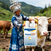 Avermectin Pour-on Solution: Effective Treatment for Cows - 1000ml/4000ml